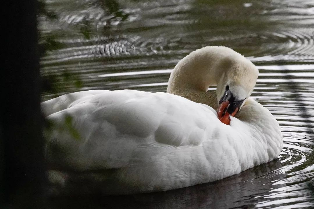 Mute Swan - ML620528470