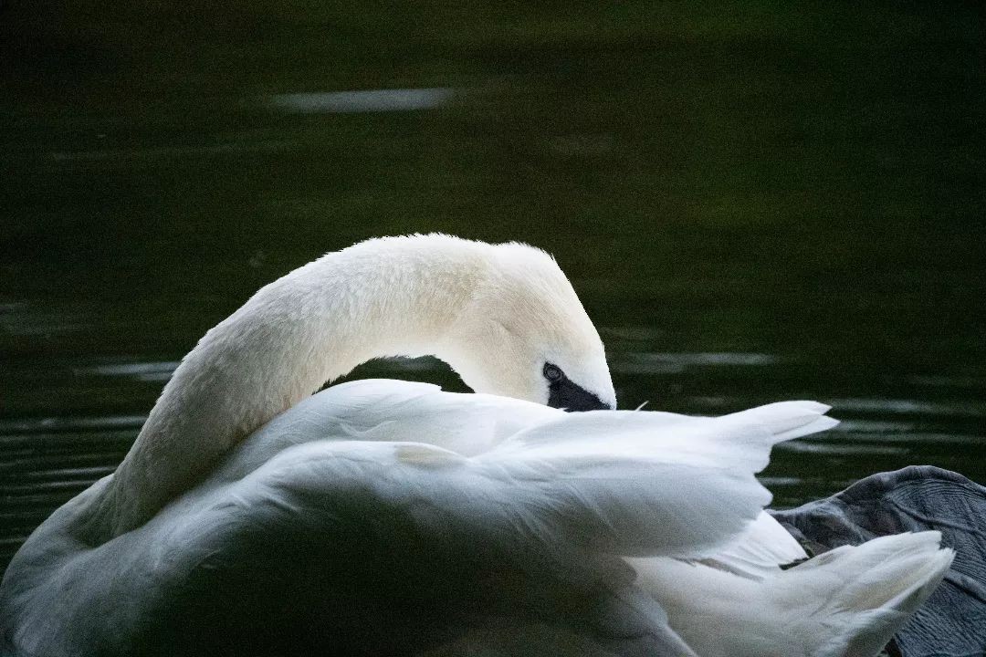 Mute Swan - ML620528472