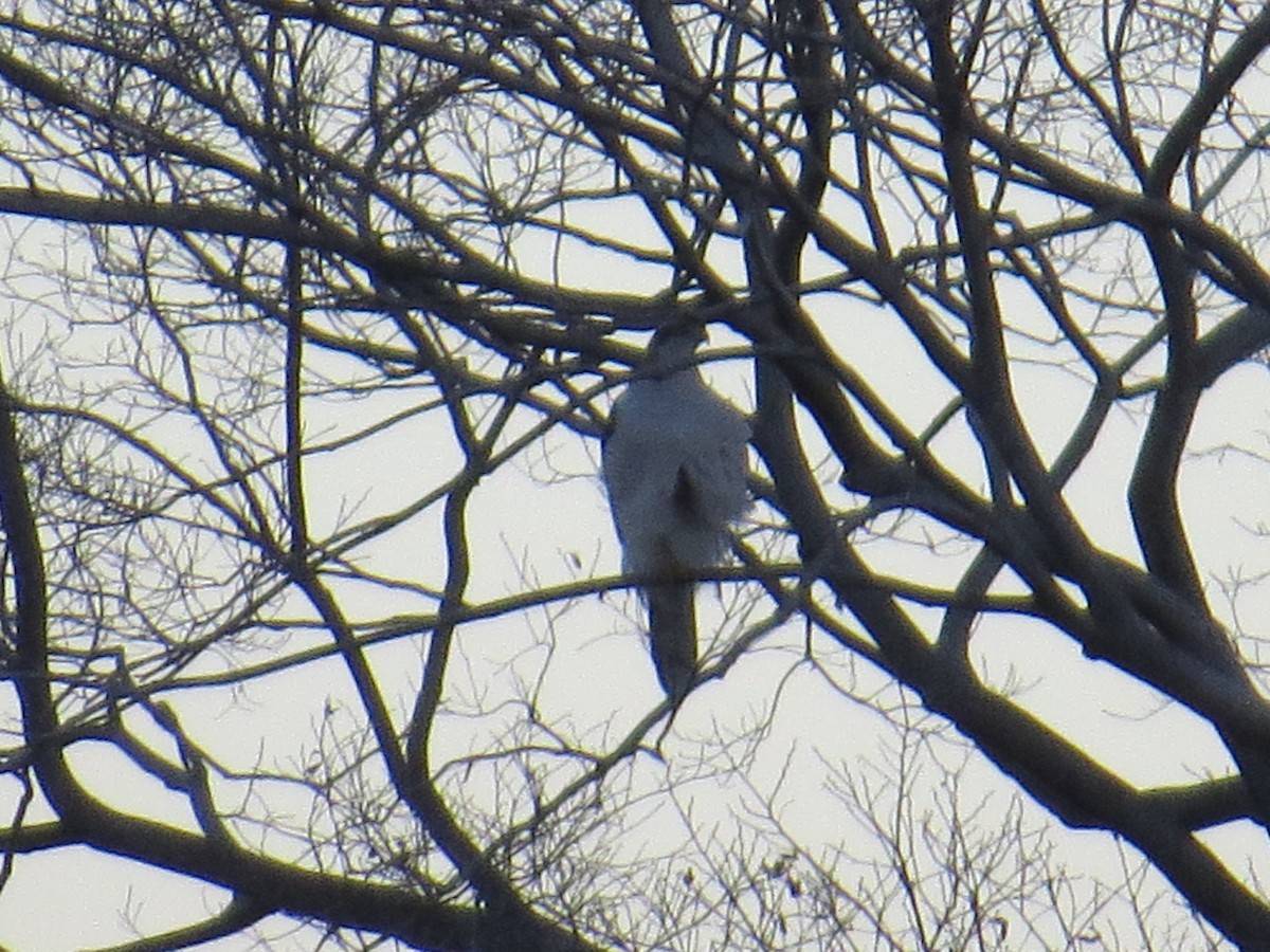 Eurasian Goshawk - Eric Haskell