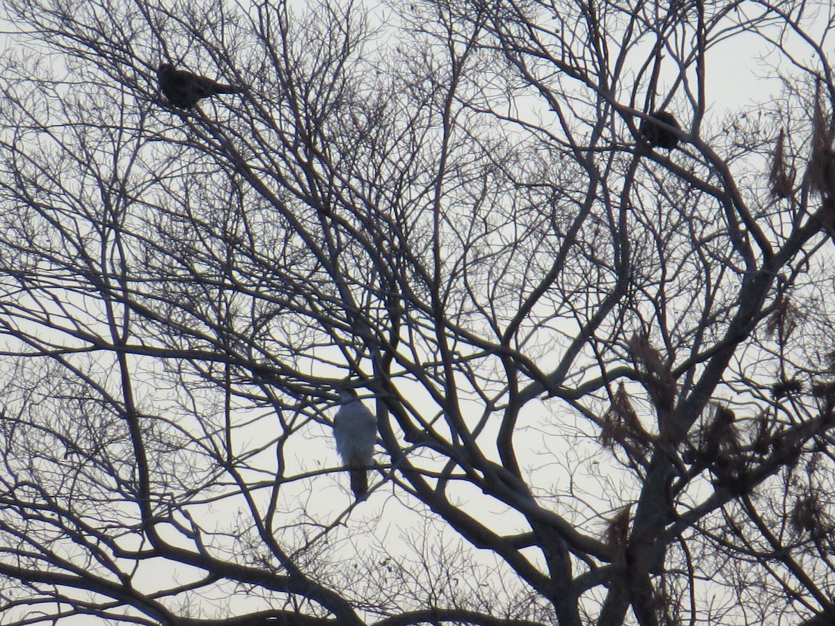 Eurasian Goshawk - ML620528475