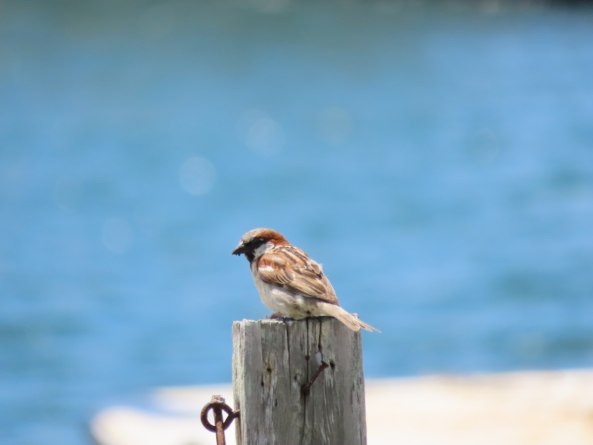 Moineau domestique - ML620528478