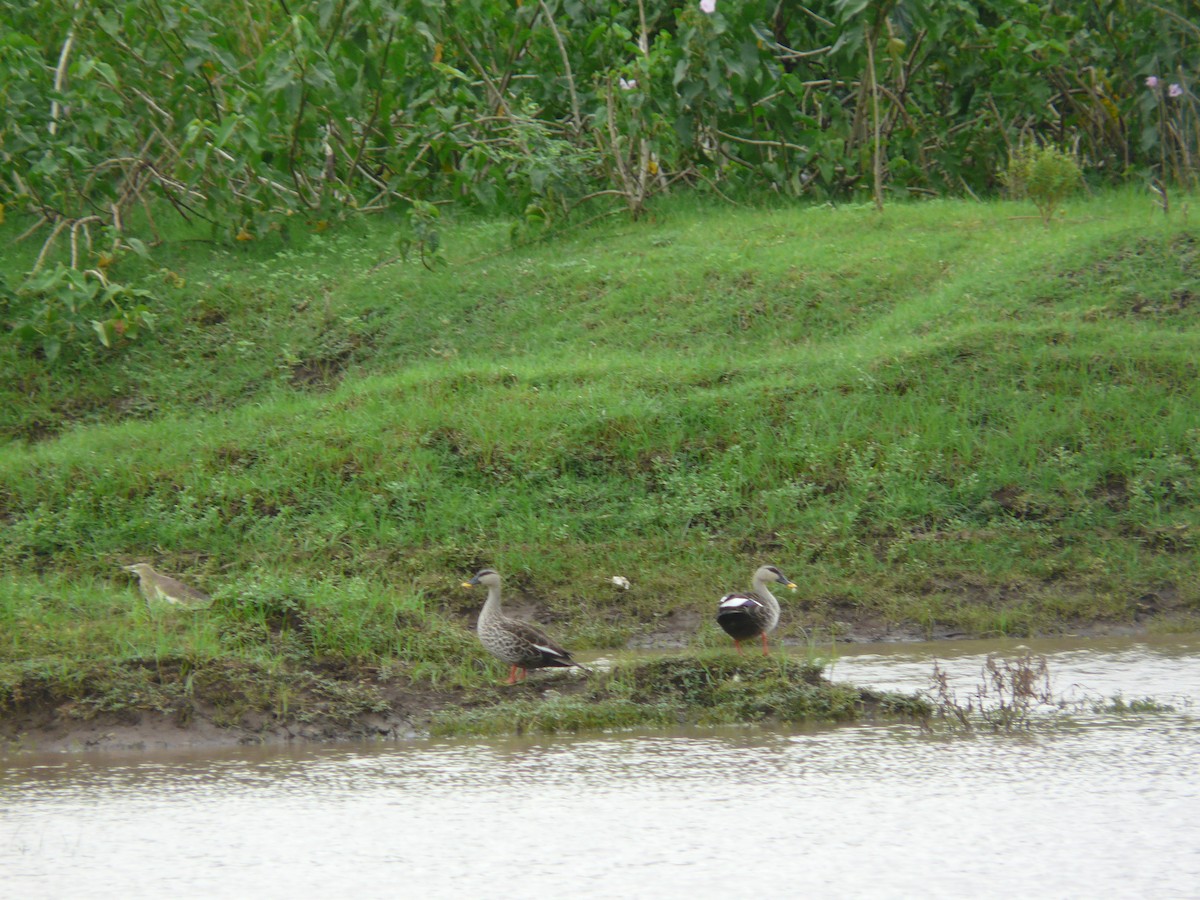 Indian Spot-billed Duck - ML620528479