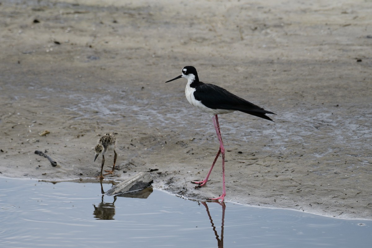 Black-necked Stilt - ML620528480