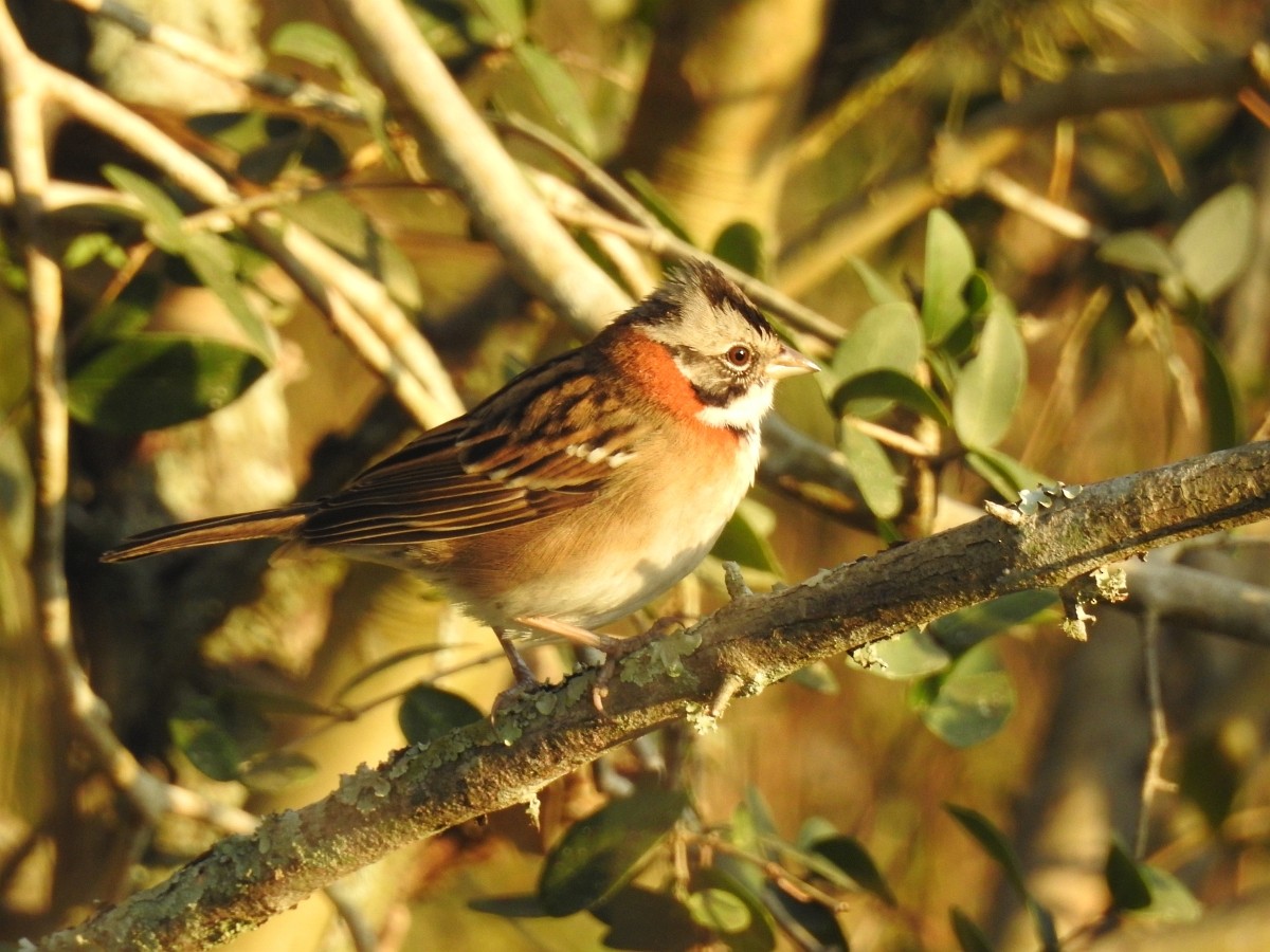 Rufous-collared Sparrow - ML620528487