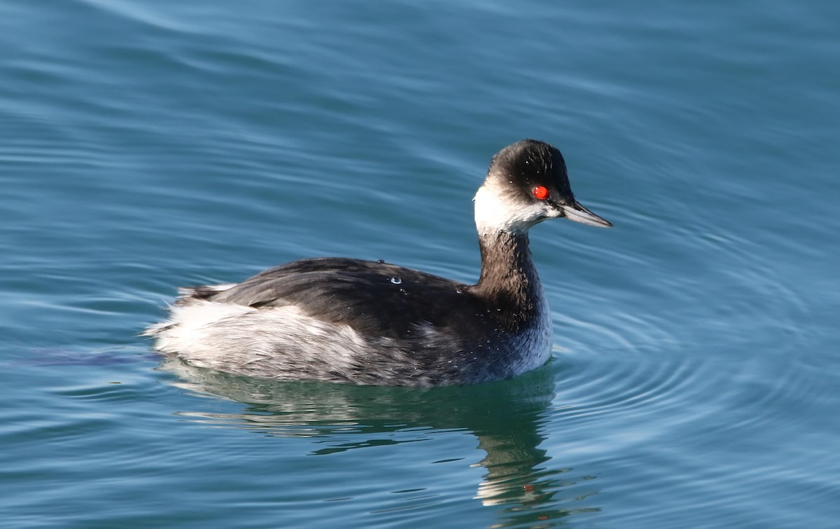 Eared Grebe - Delfin Gonzalez