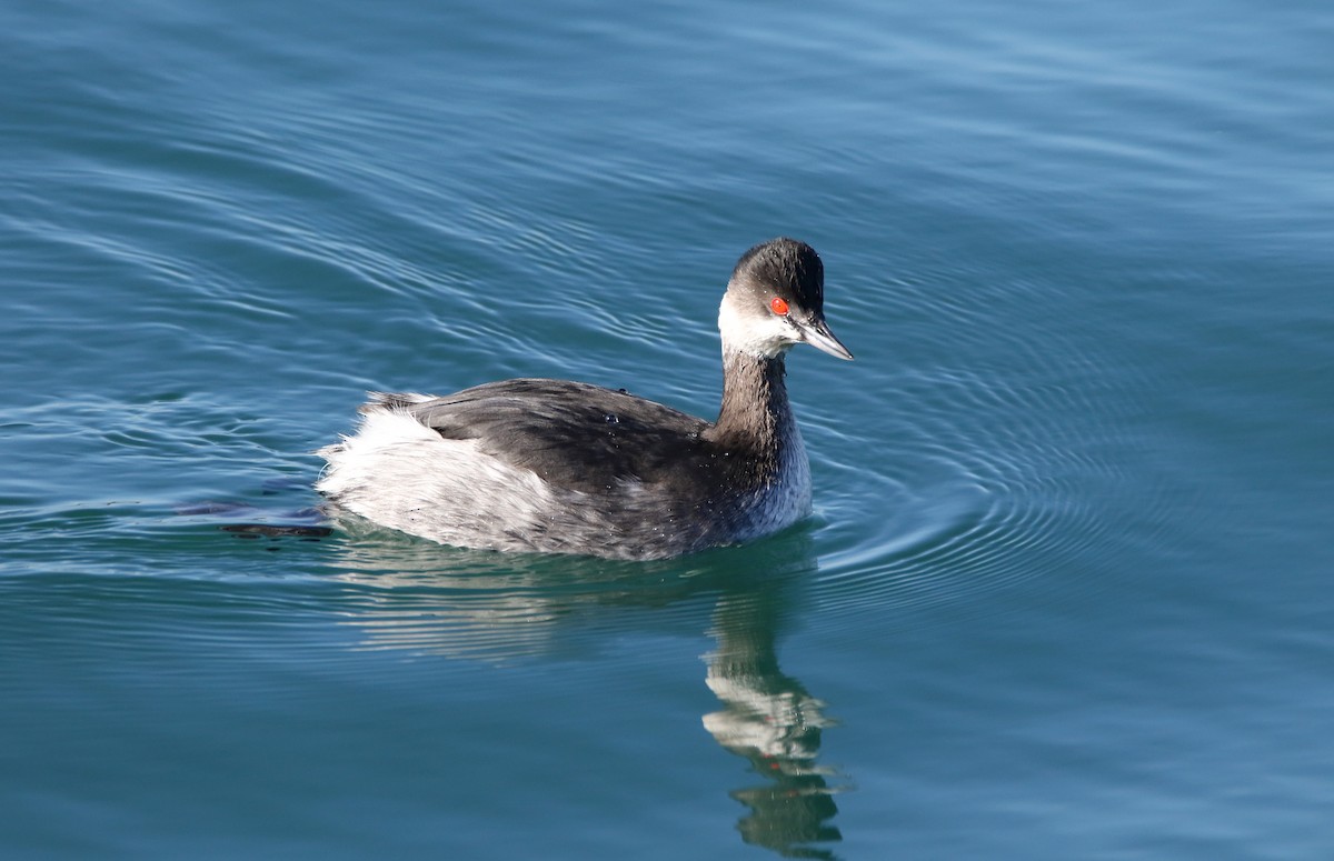 Eared Grebe - Delfin Gonzalez