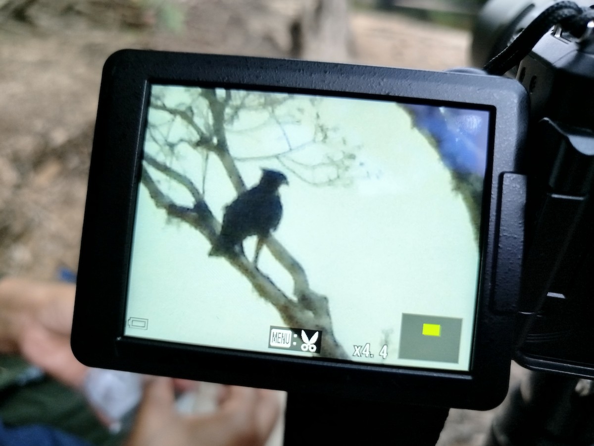 Crested Goshawk - ML620528501