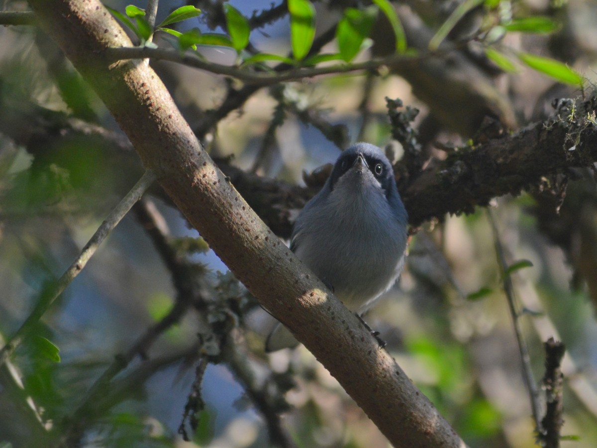 Masked Gnatcatcher - ML620528505