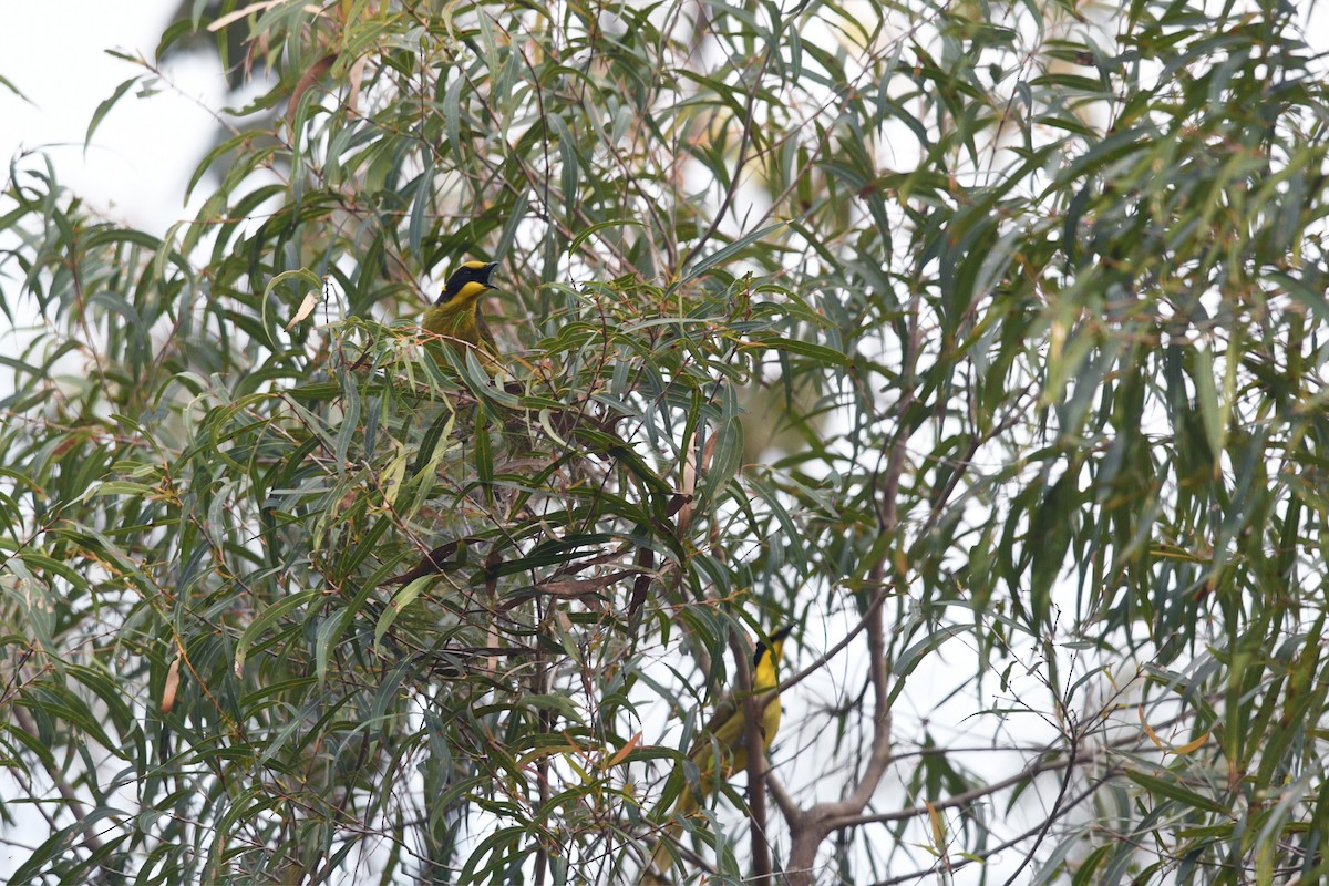 Yellow-tufted Honeyeater - ML620528524