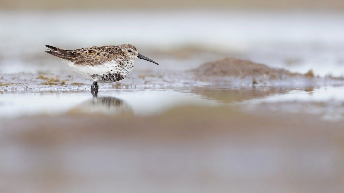 Dunlin - Josh Jones