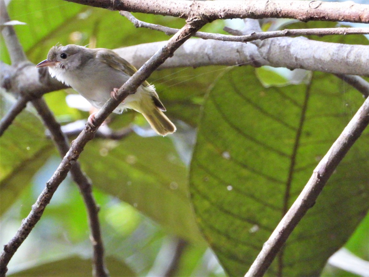 White-bellied Erpornis - ML620528538