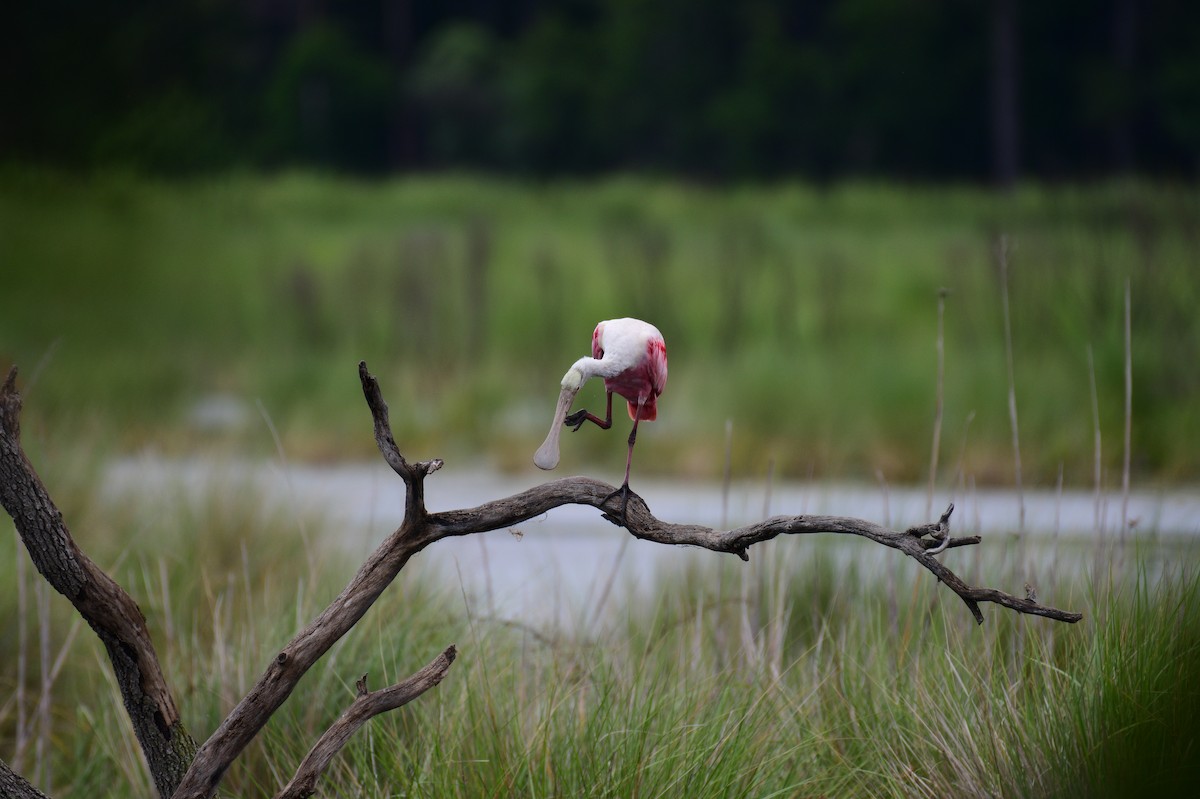 Roseate Spoonbill - ML620528539