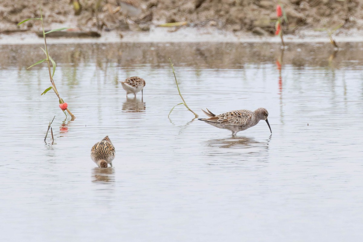 Curlew Sandpiper - Angel BAS-PEREZ