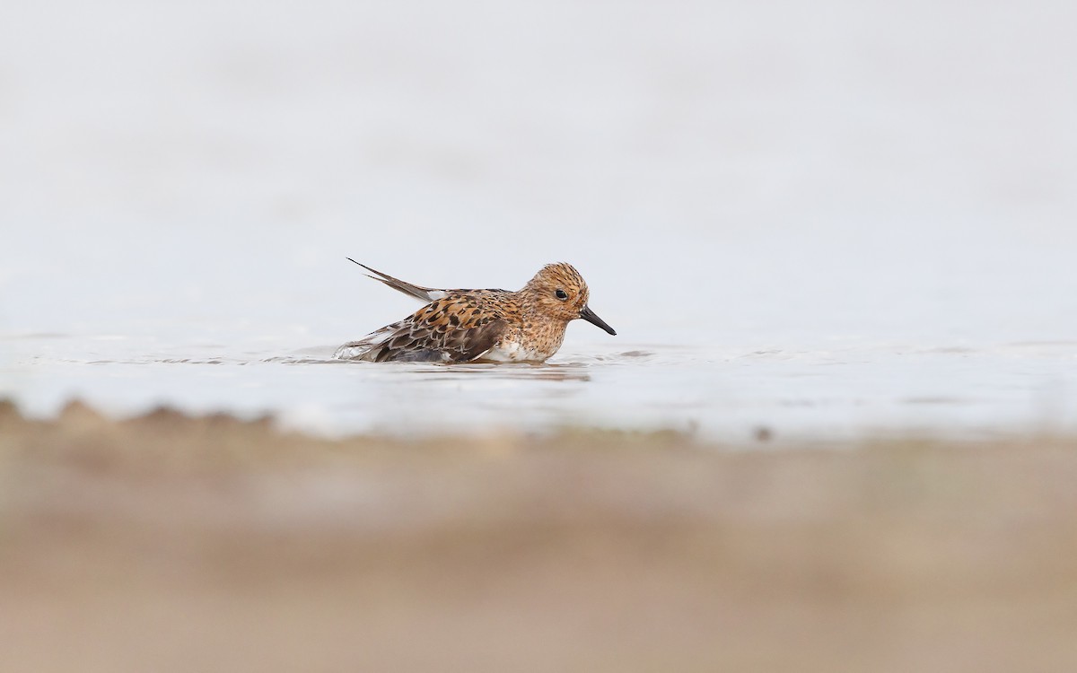 Sanderling - ML620528542