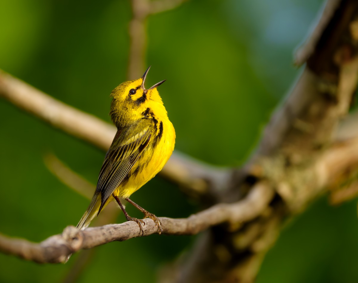 Prairie Warbler - Isaac Polanski