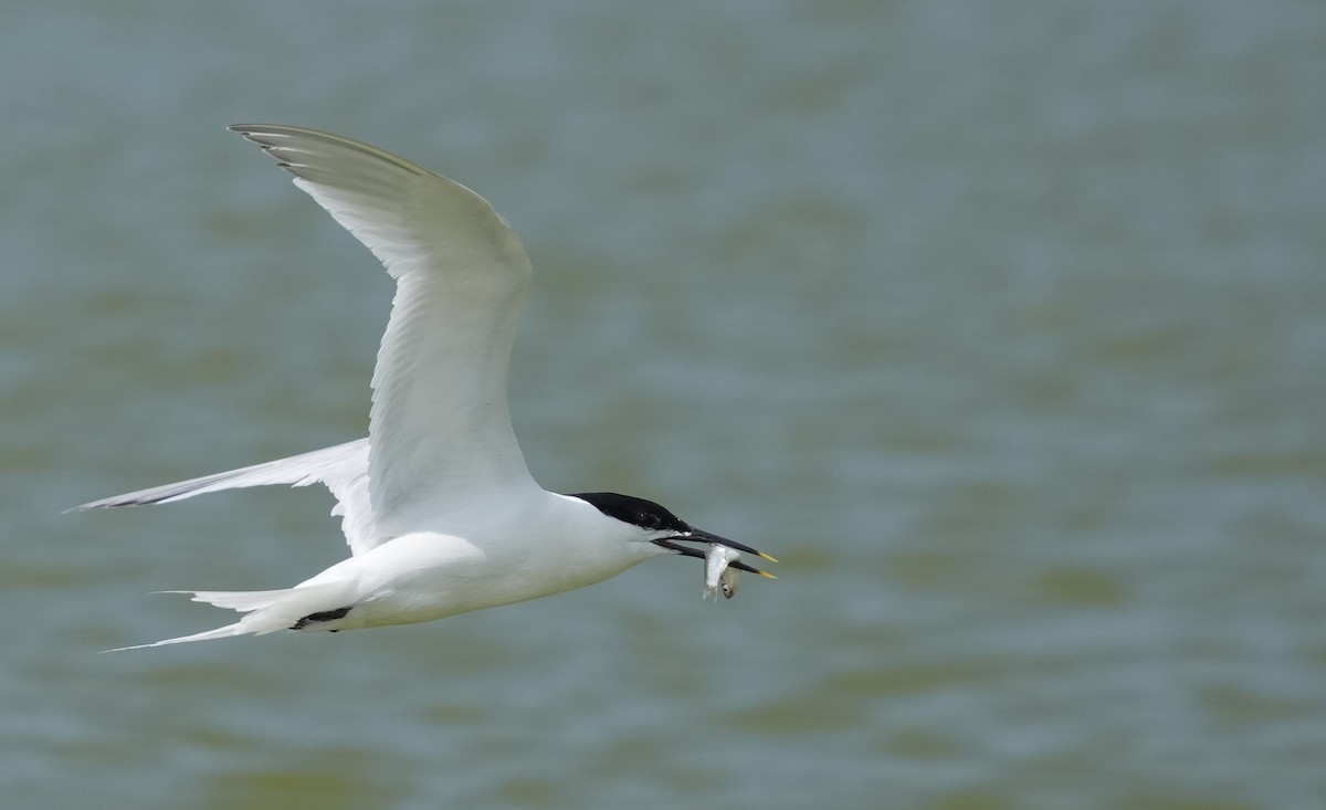 Sandwich Tern - ML620528548