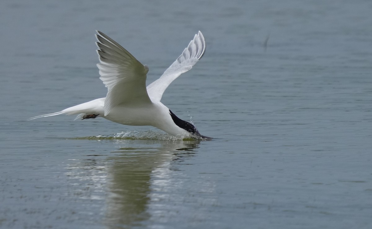 Sandwich Tern - ML620528549