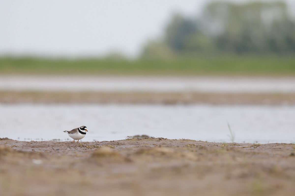 Common Ringed Plover - ML620528551