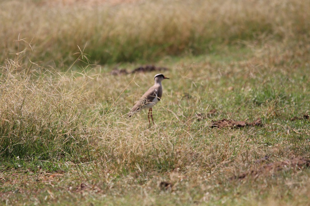 Crowned Lapwing - ML620528552