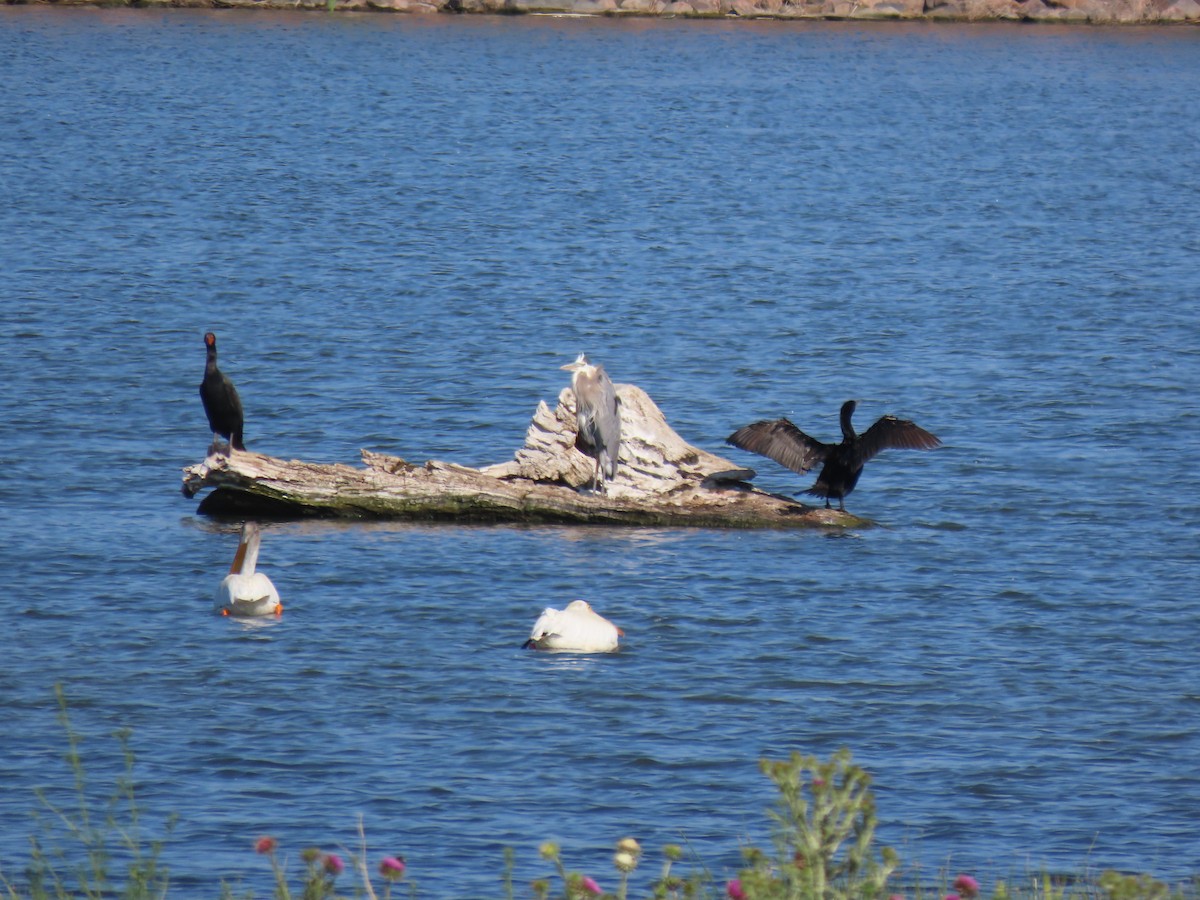 Double-crested Cormorant - ML620528555