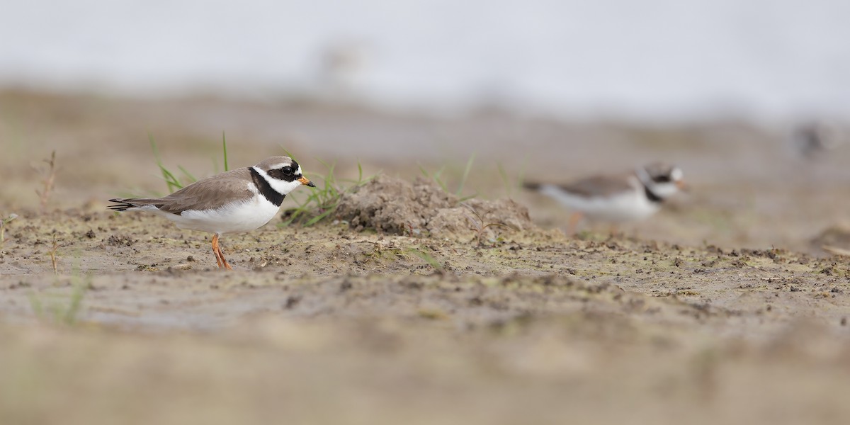 Common Ringed Plover - ML620528557