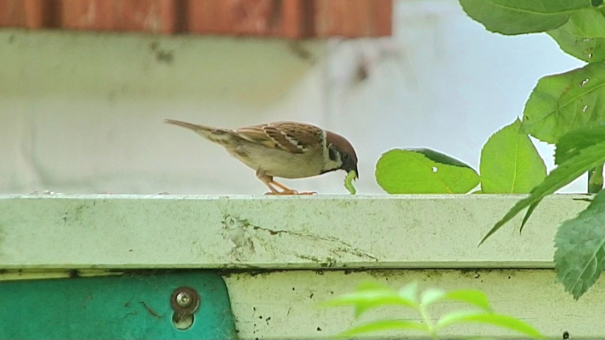 Eurasian Tree Sparrow - ML620528558