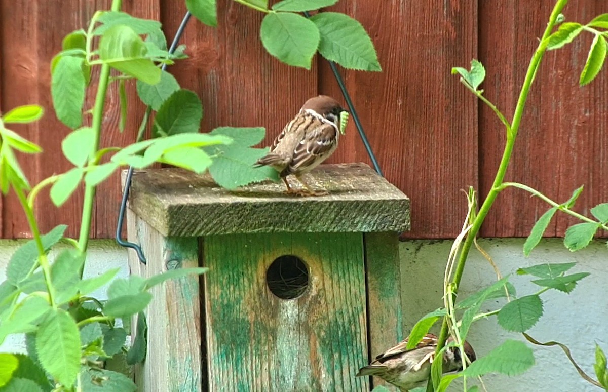 Eurasian Tree Sparrow - ML620528559