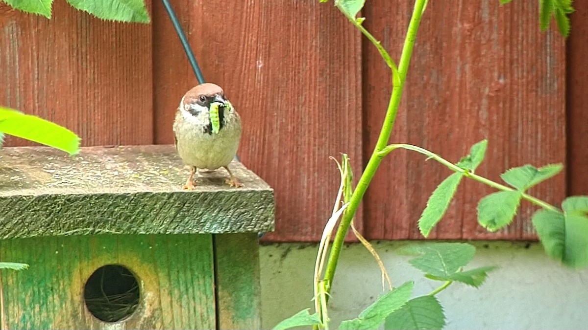 Eurasian Tree Sparrow - ML620528561