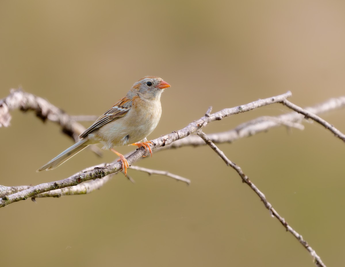 Field Sparrow - ML620528562