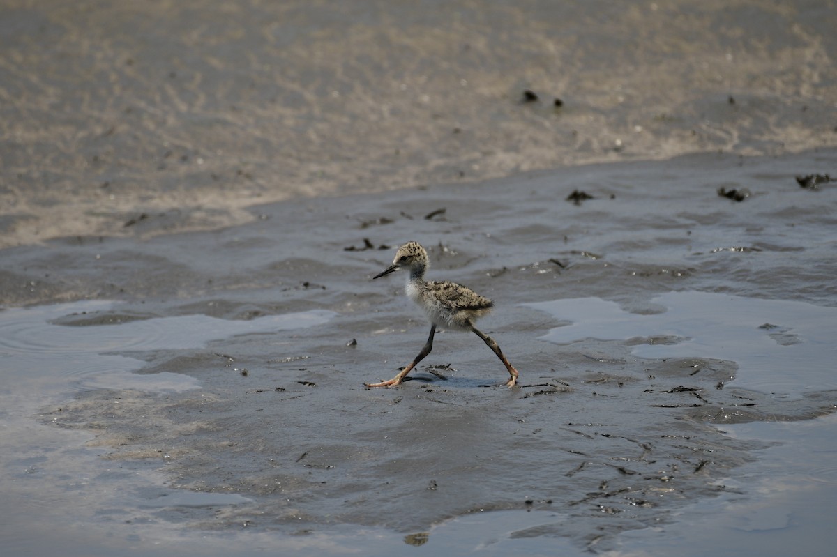 Black-necked Stilt - ML620528583