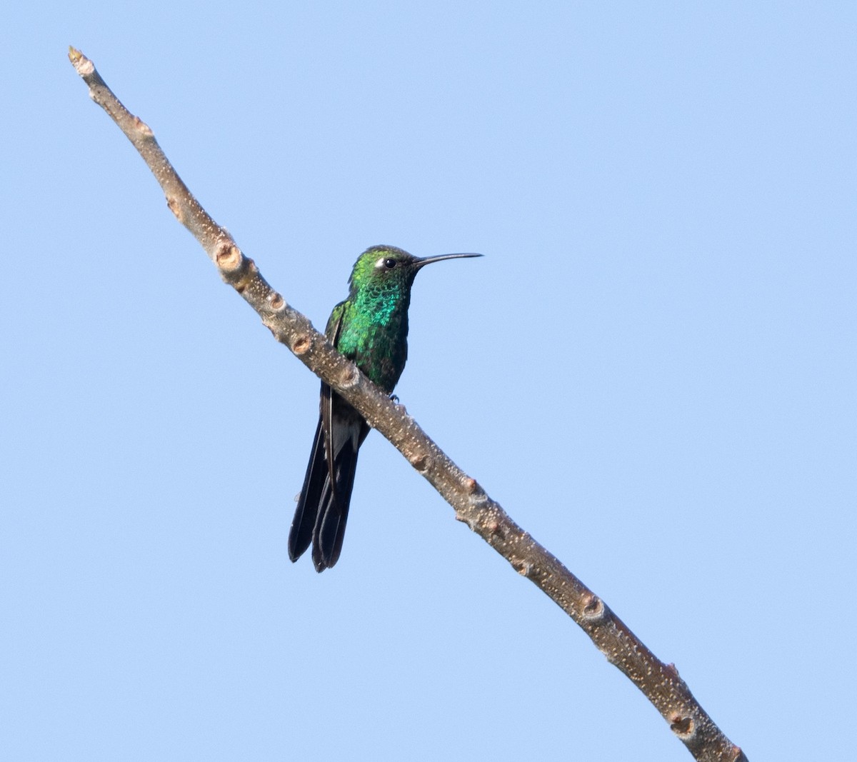 kolibřík kubánský - ML620528589