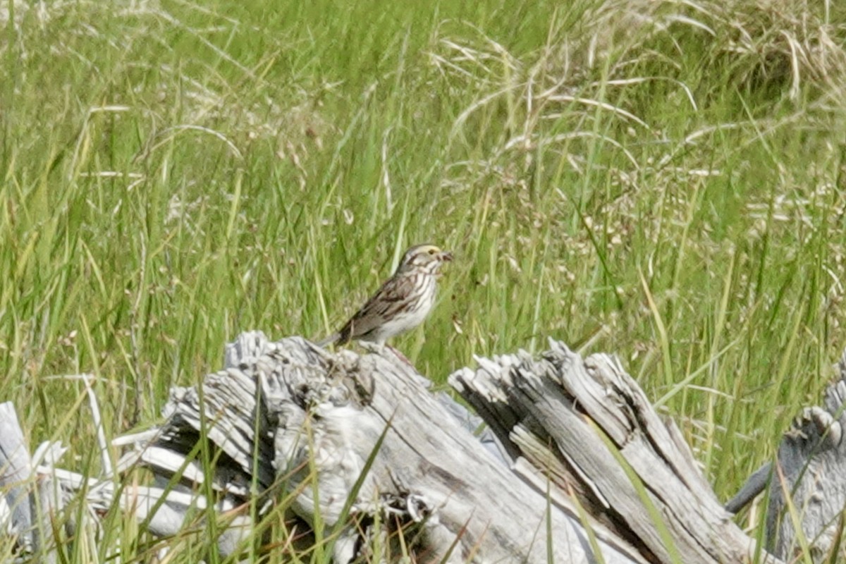 Savannah Sparrow - ML620528590