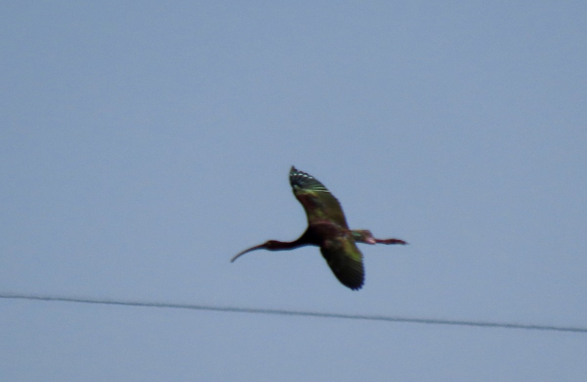 White-faced Ibis - ML620528596