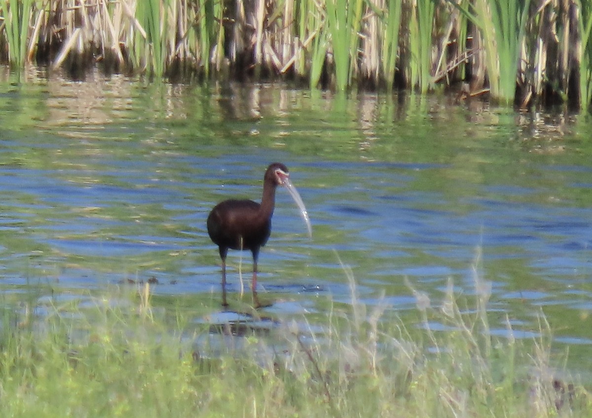 ibis americký - ML620528597