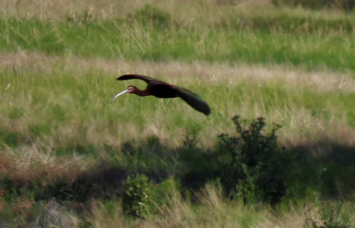 White-faced Ibis - ML620528598