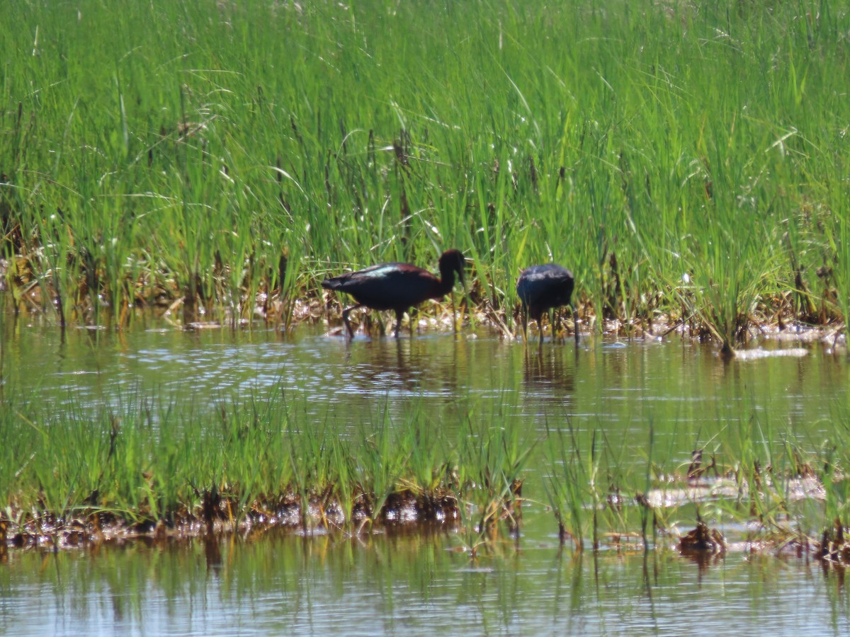 Glossy Ibis - Cynthia Bloomquist