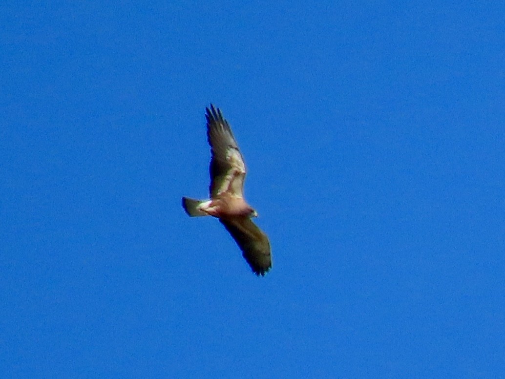 Swainson's Hawk - ML620528618