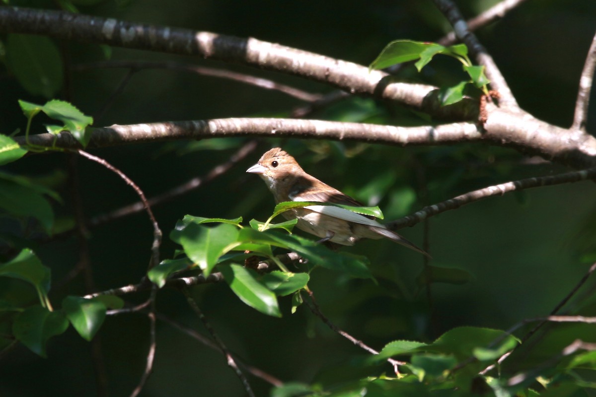 Indigo Bunting - ML620528620