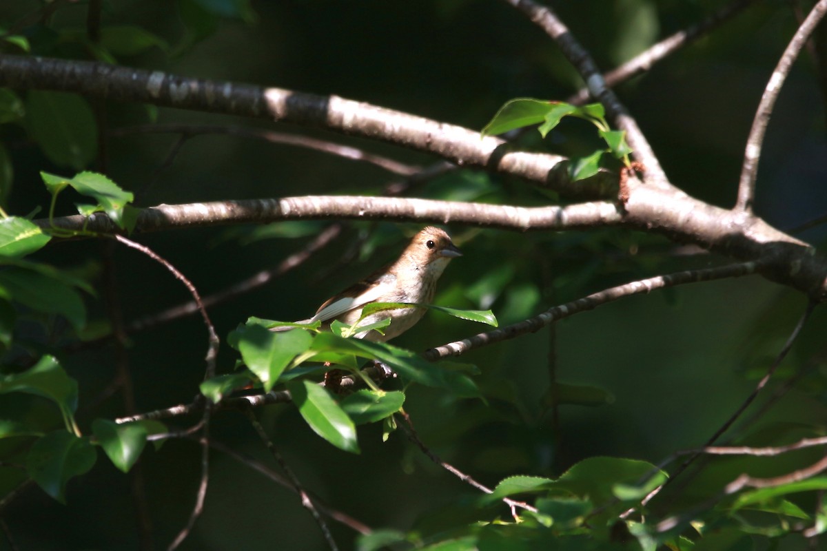 Indigo Bunting - ML620528621