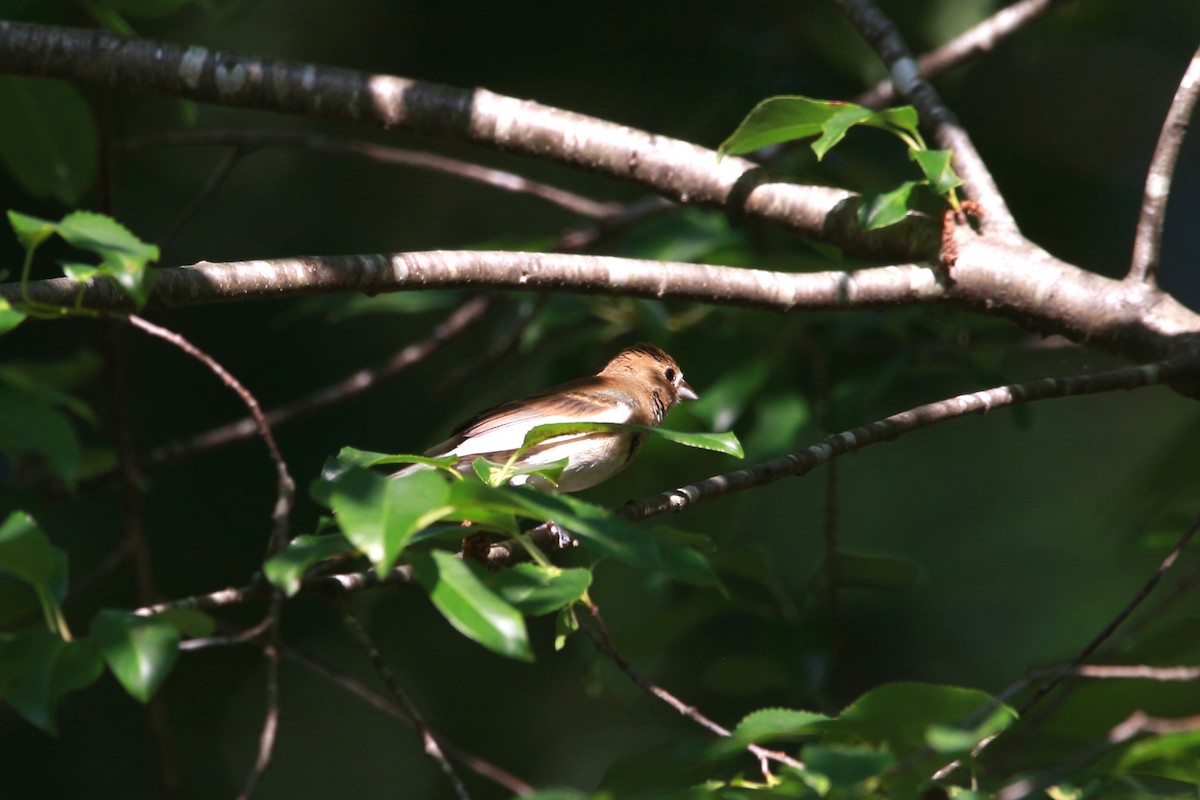 Indigo Bunting - ML620528622