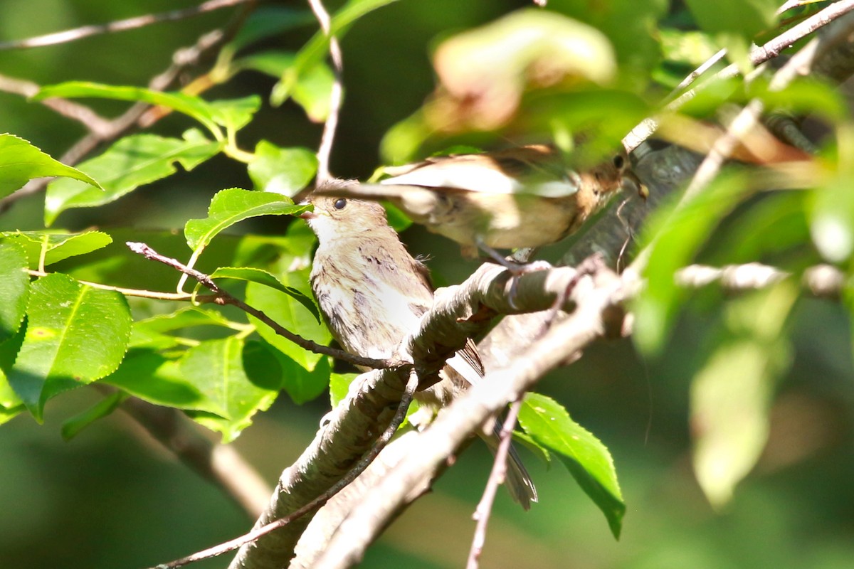 Indigo Bunting - ML620528623