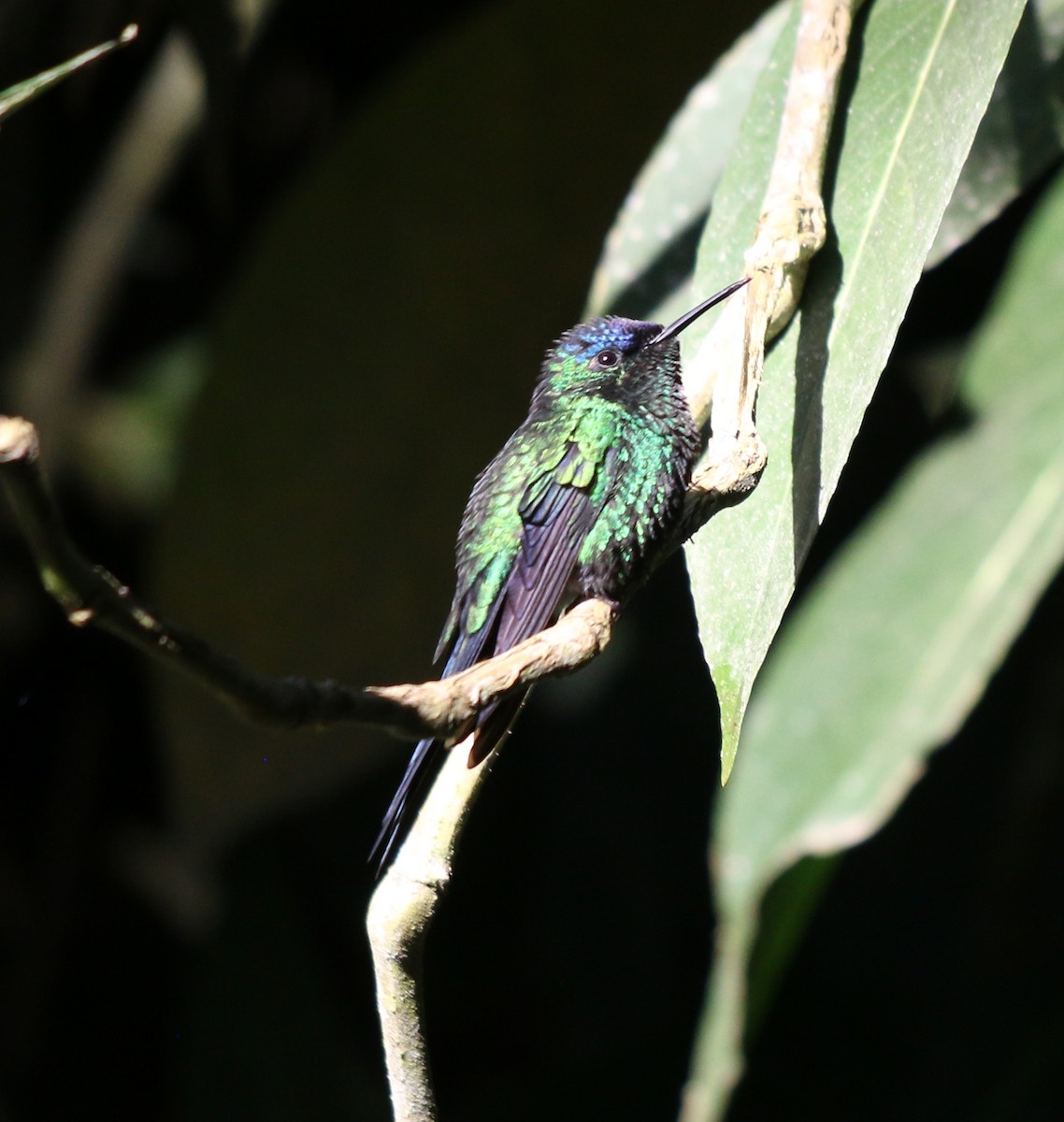 Violet-capped Woodnymph - ML620528632