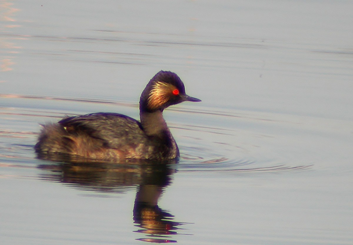 Eared Grebe - ML620528636