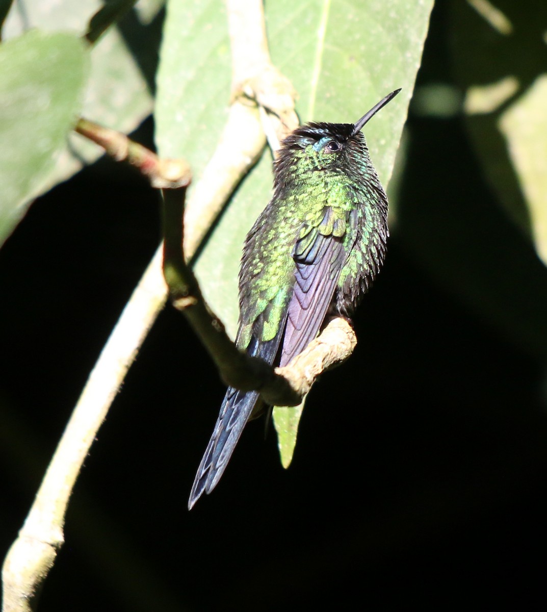 Violet-capped Woodnymph - ML620528638