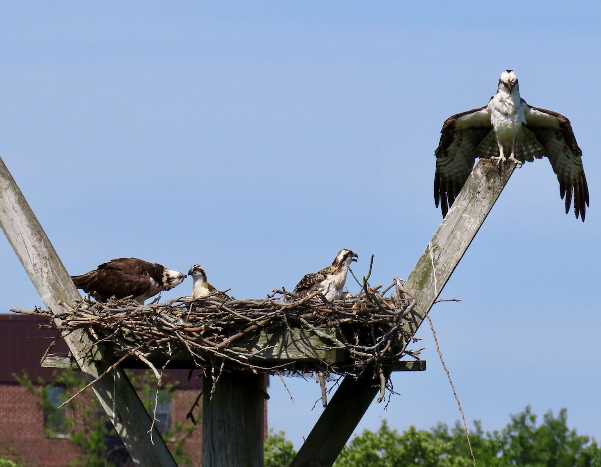 Osprey - Heydi Lopes