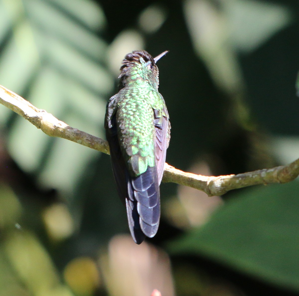 kolibřík fialovotemenný - ML620528643