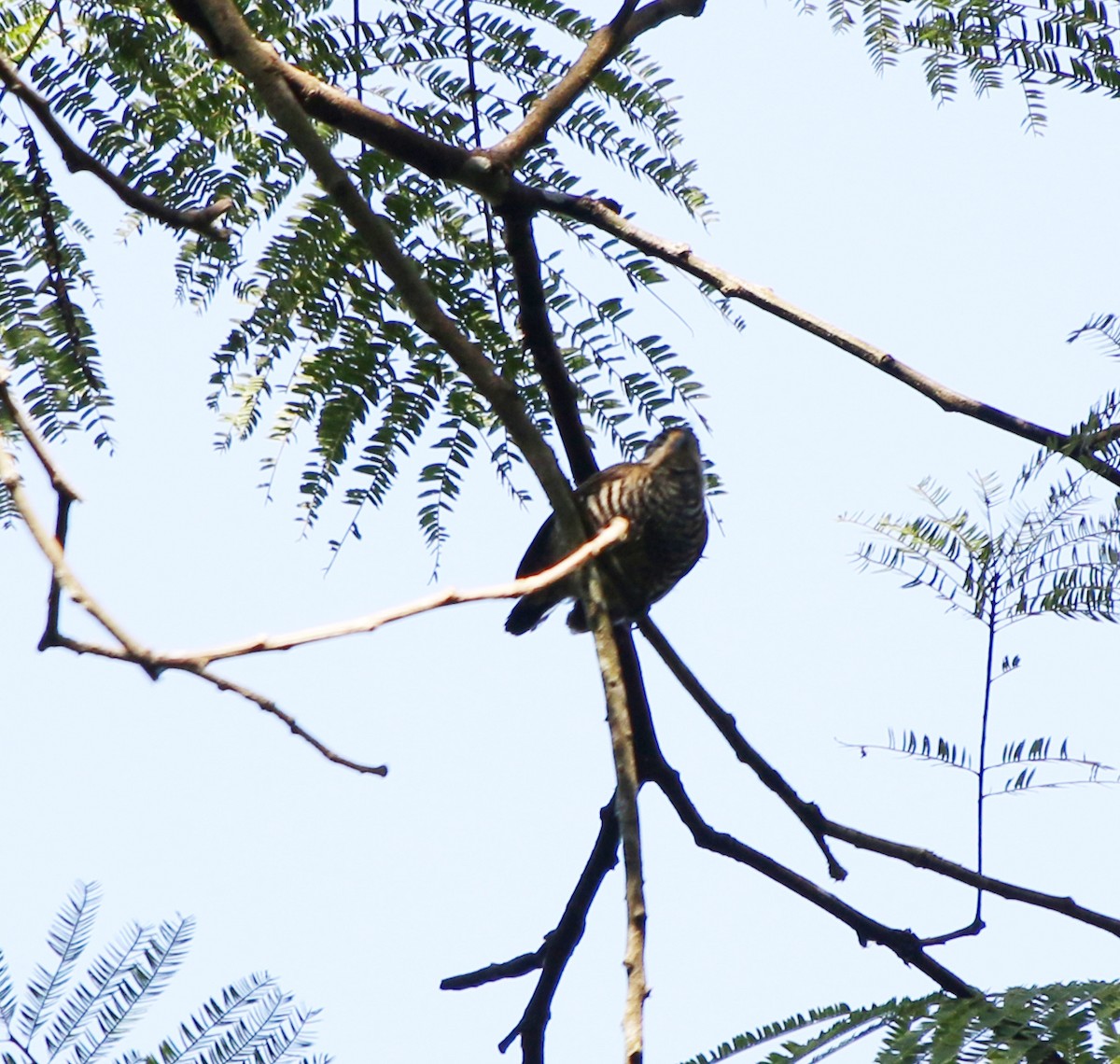 White-barred Piculet - ML620528646