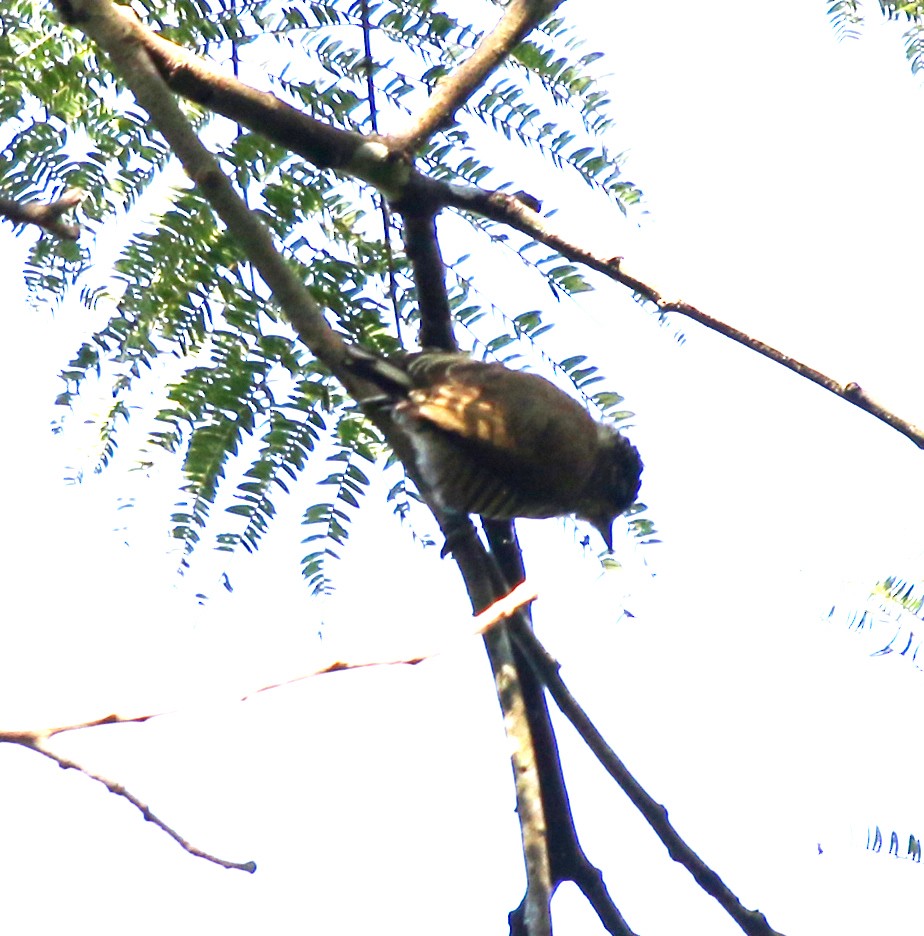 White-barred Piculet - ML620528647