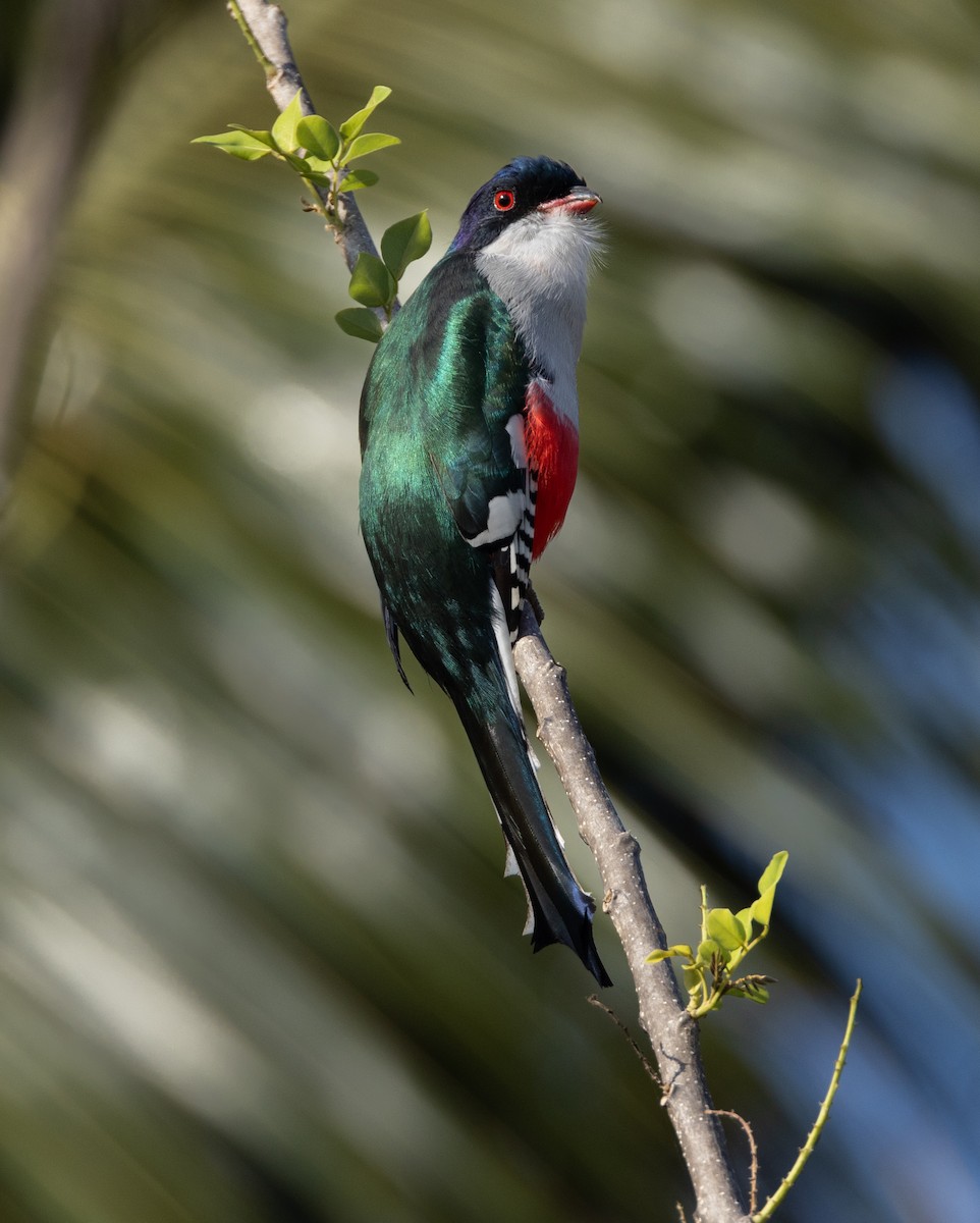 trogon kubánský - ML620528662