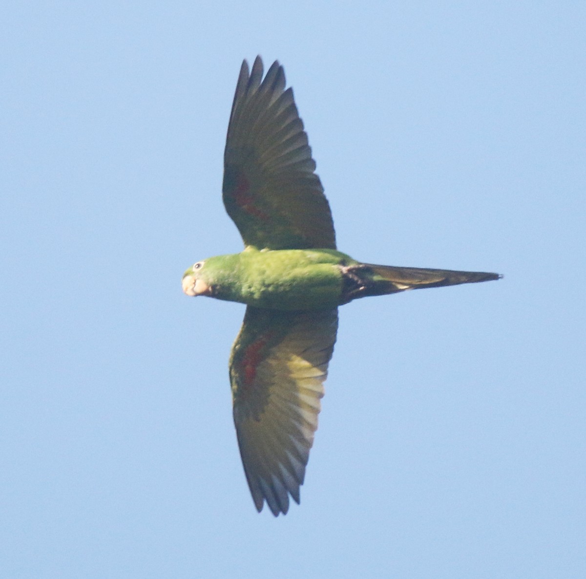 Conure pavouane - ML620528666